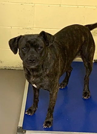 HONEYBUN (Spayed!)
