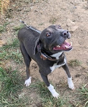 ACKLEY (Neutered!)