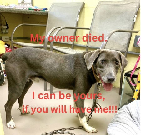 ACKLEY (Neutered!)