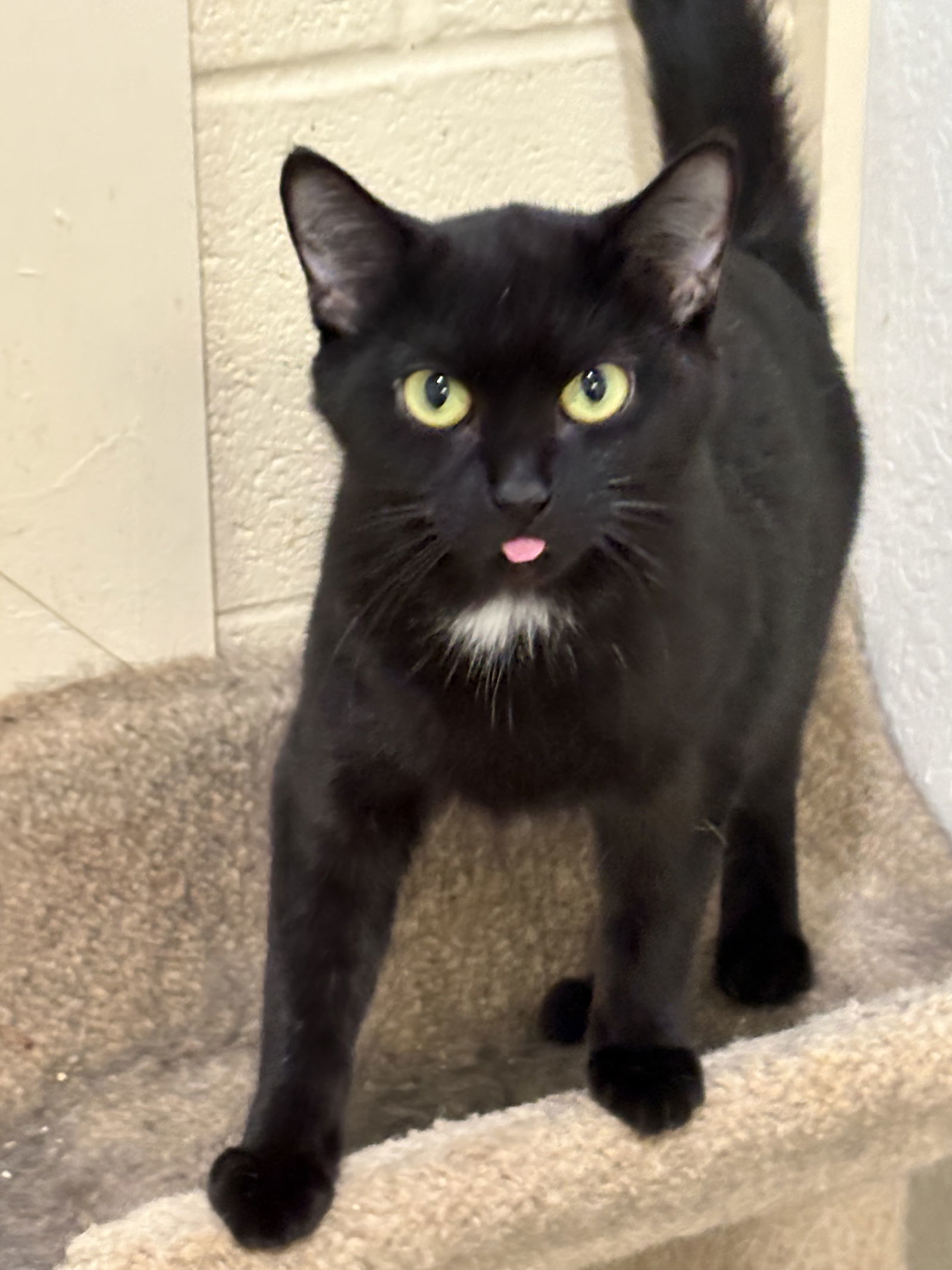 BIGGIE GIRL (Spayed!)
