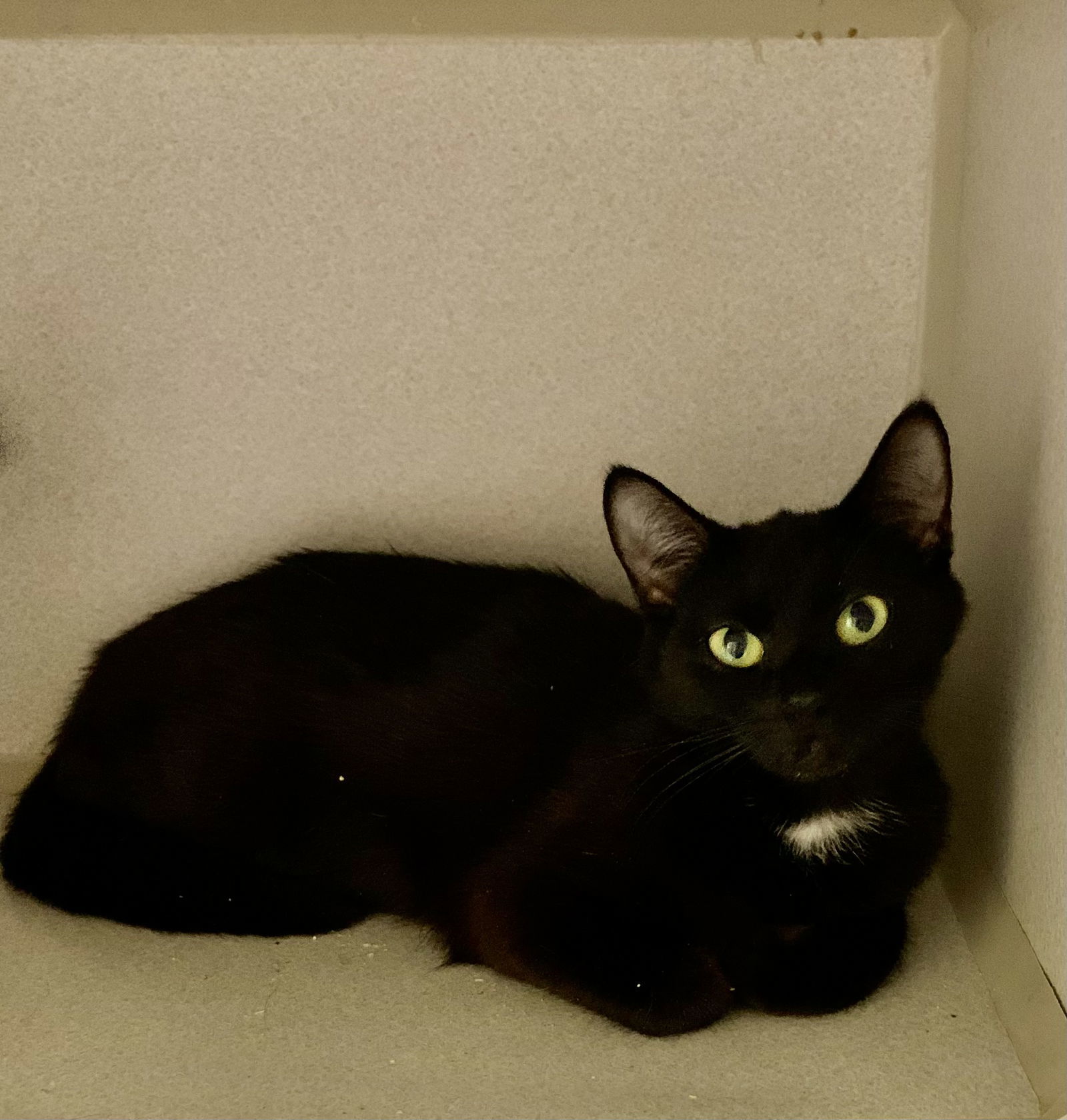 BIGGIE GIRL (Spayed!)