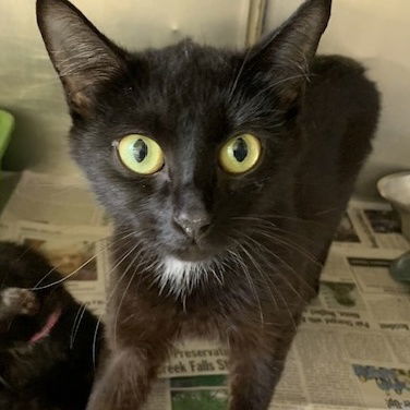 BIGGIE GIRL (Spayed!)