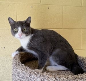PHOEBE, Young Female Domestic Short Hair