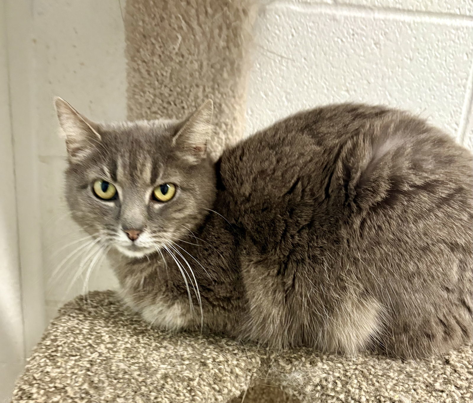 CERSEI (Spayed!)