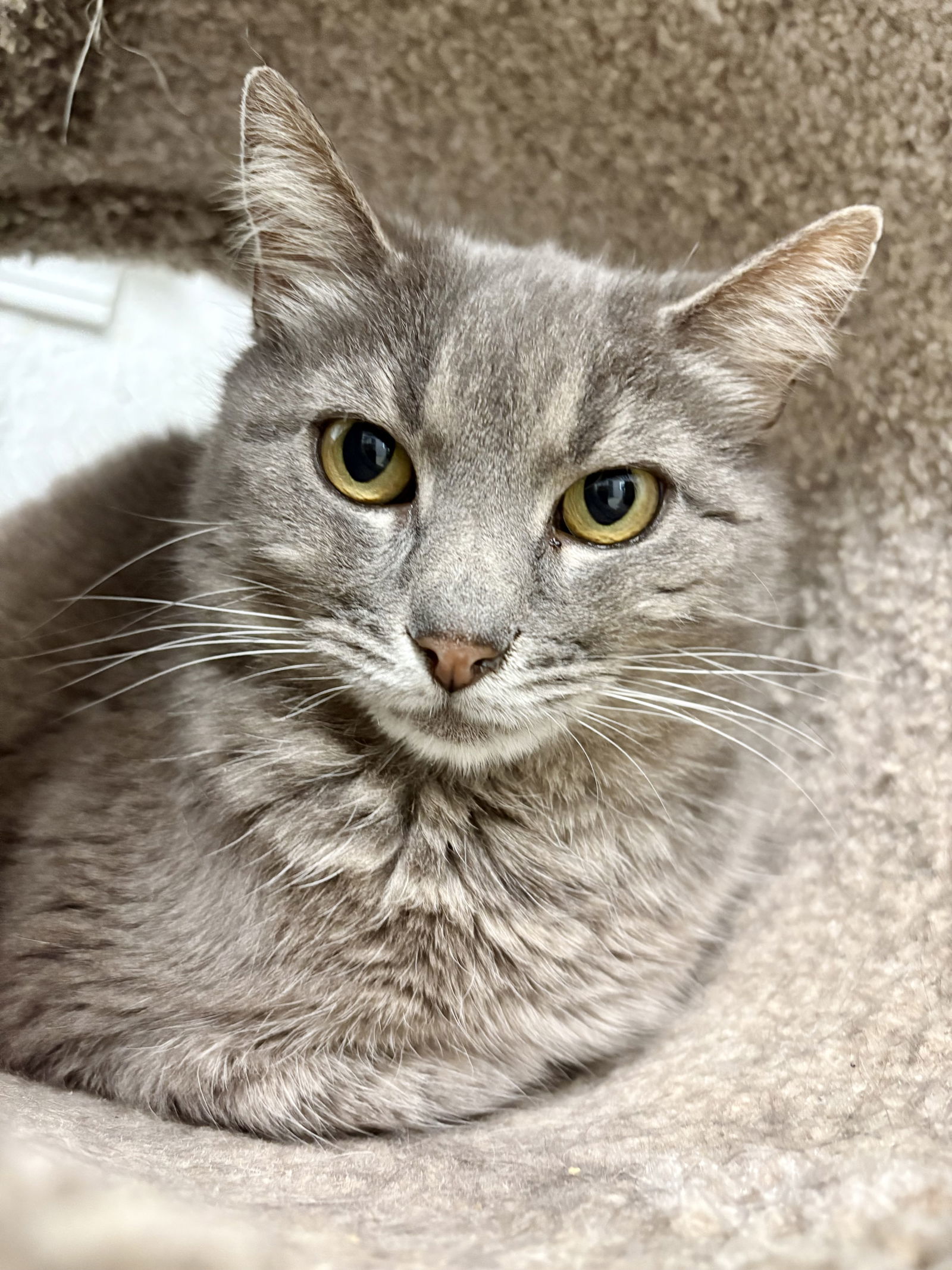 CERSEI (Spayed!)