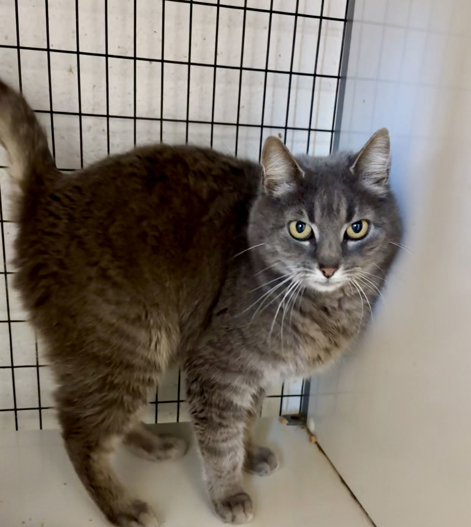 CERSEI (Spayed!)