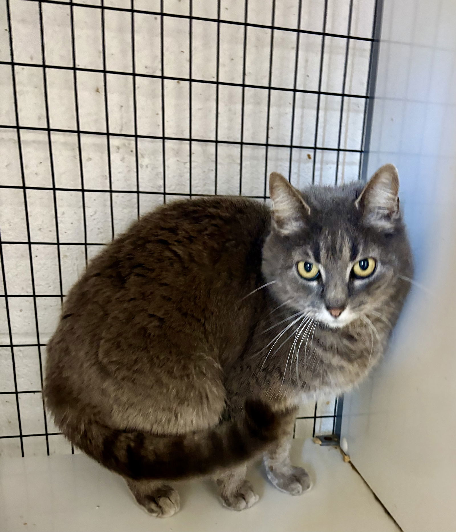 CERSEI (Spayed!)