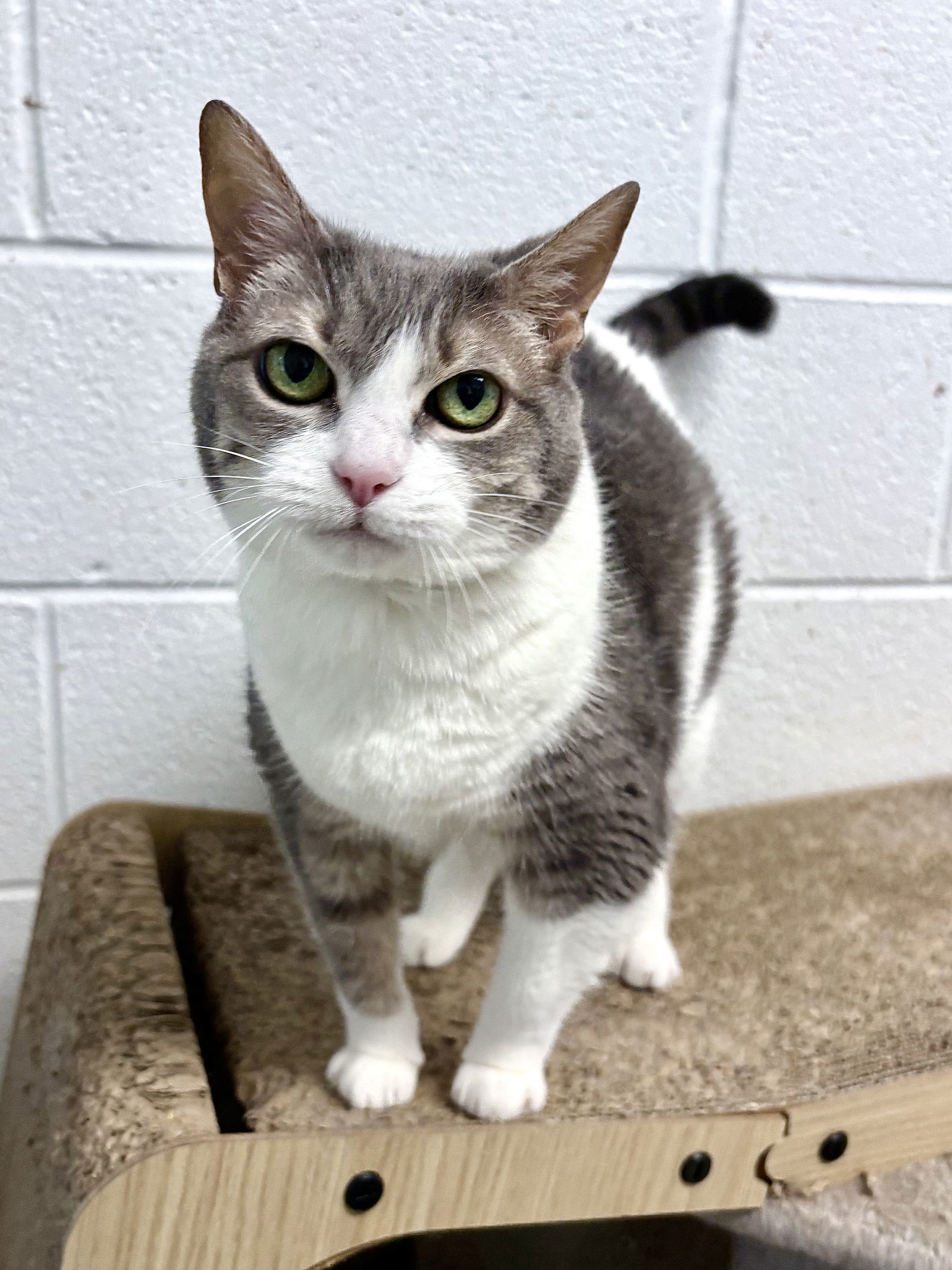 LILY (Spayed!)