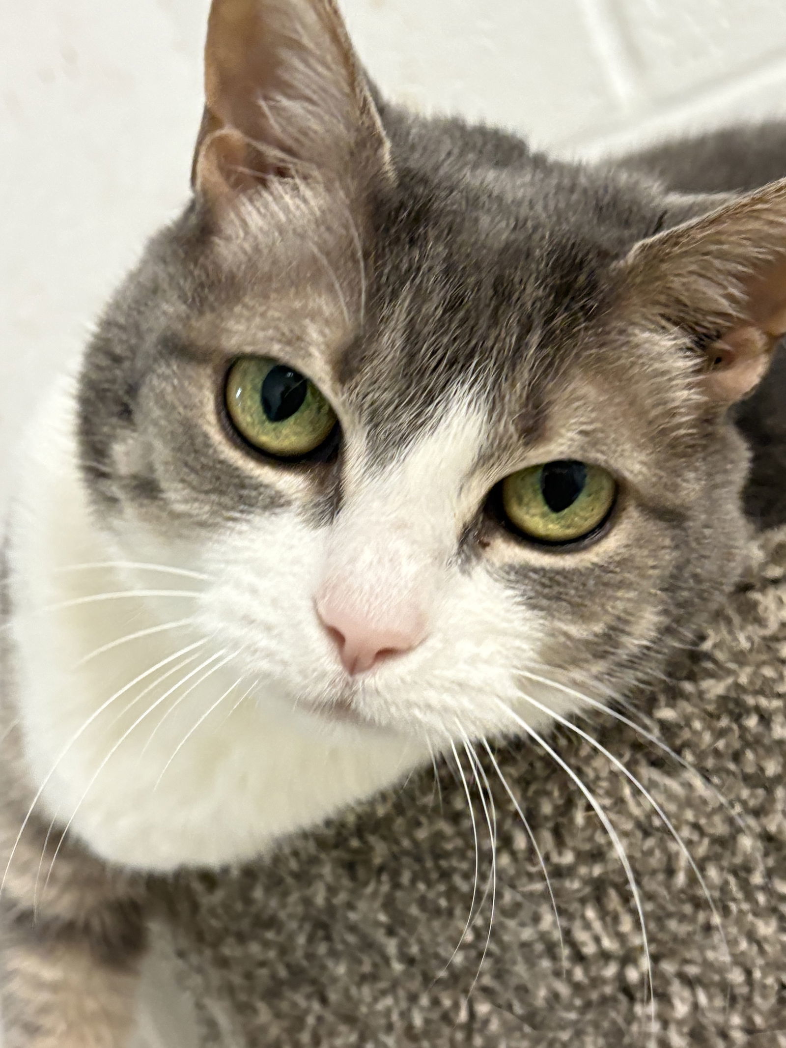 LILY (Spayed!)