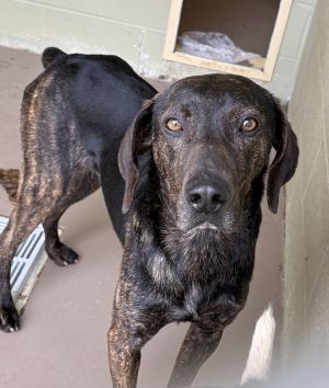 TODD, Adult Male Plott Hound