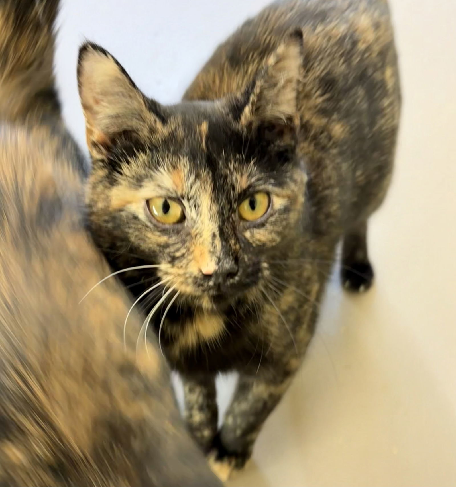 SWEETHEART (Spayed!)