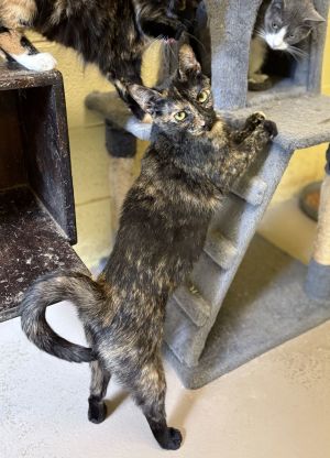 SWEETHEART (Spayed!), Adult Female Tortoiseshell