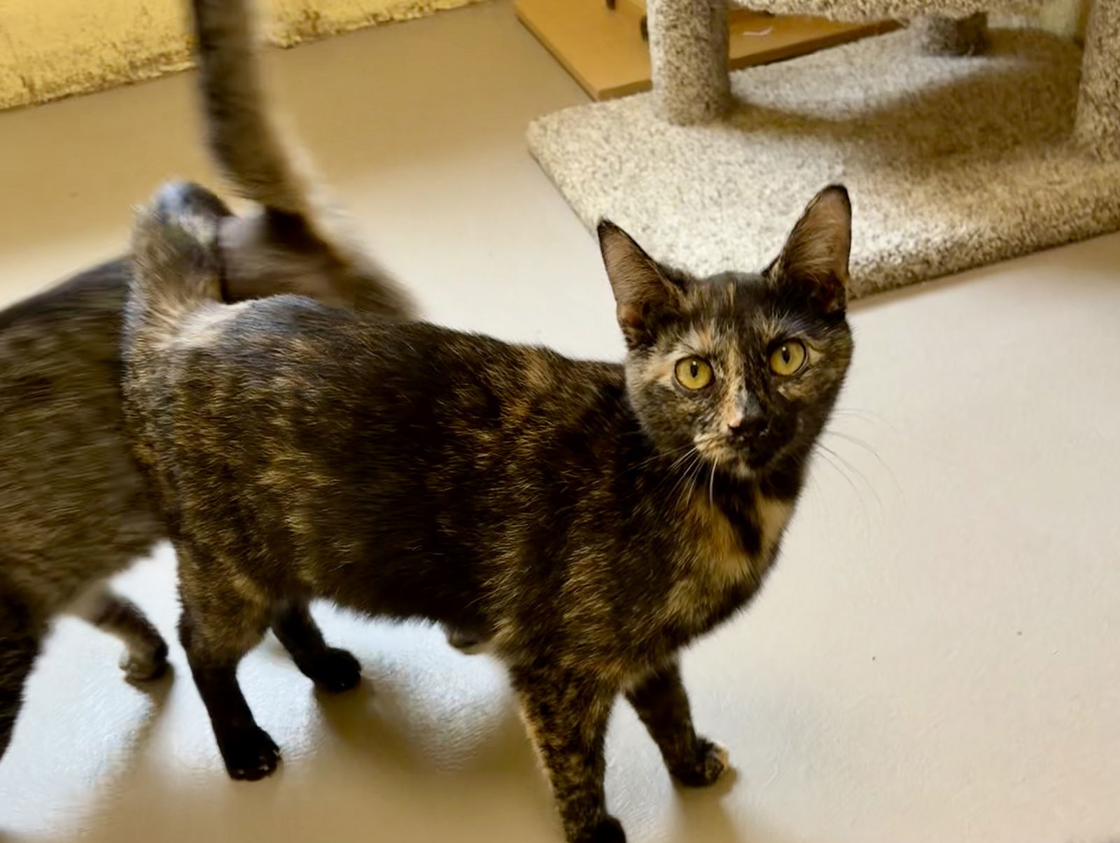 SWEETHEART (Spayed!)