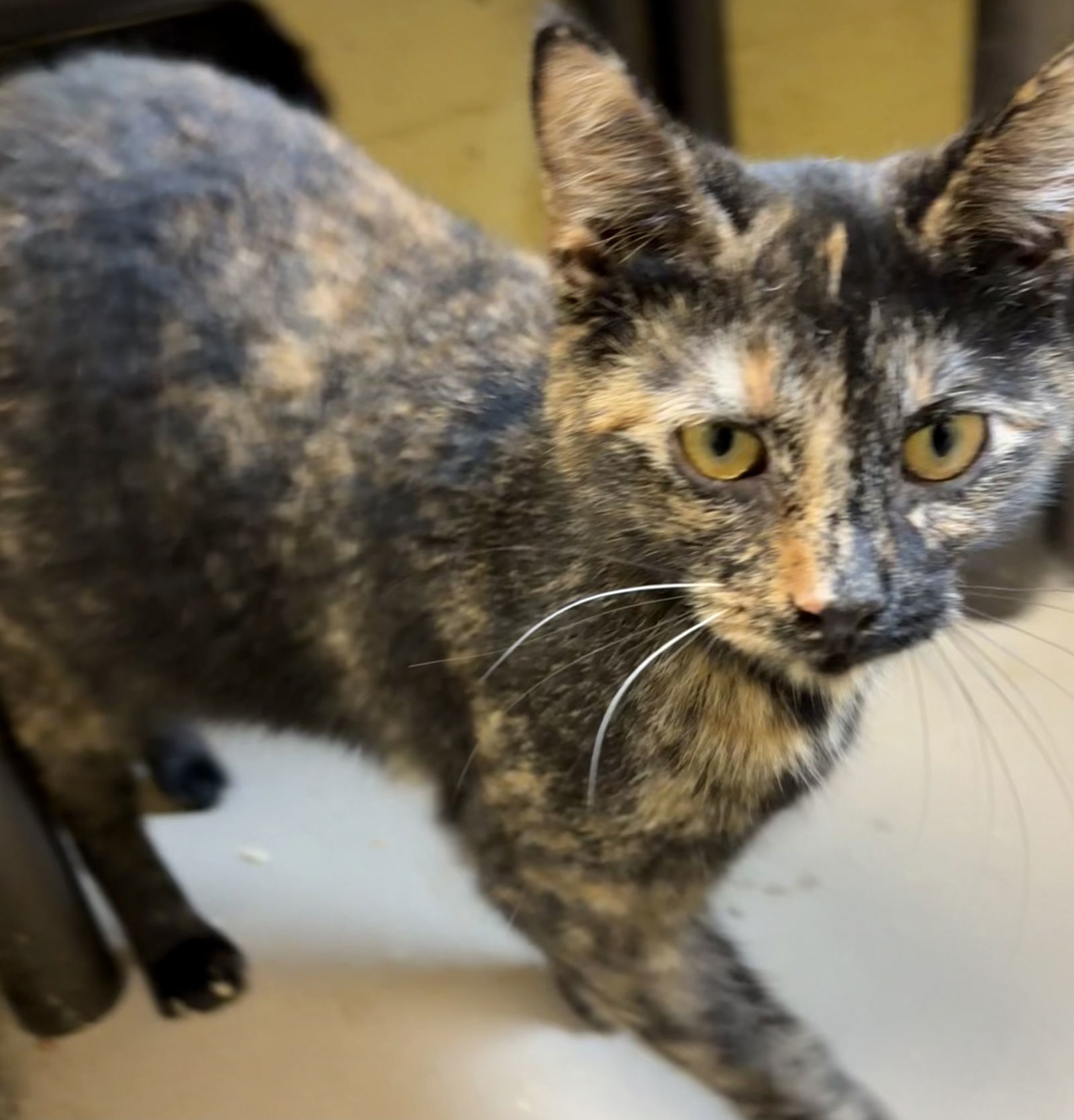 SWEETHEART (Spayed!)