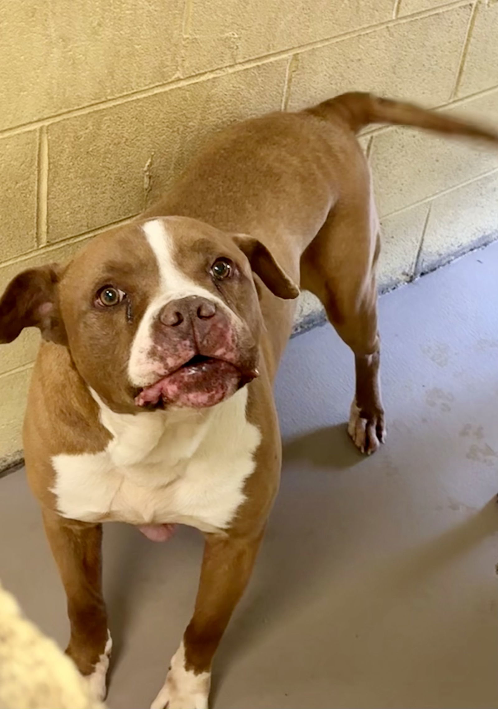 HAM SAMMY (Neutered!)