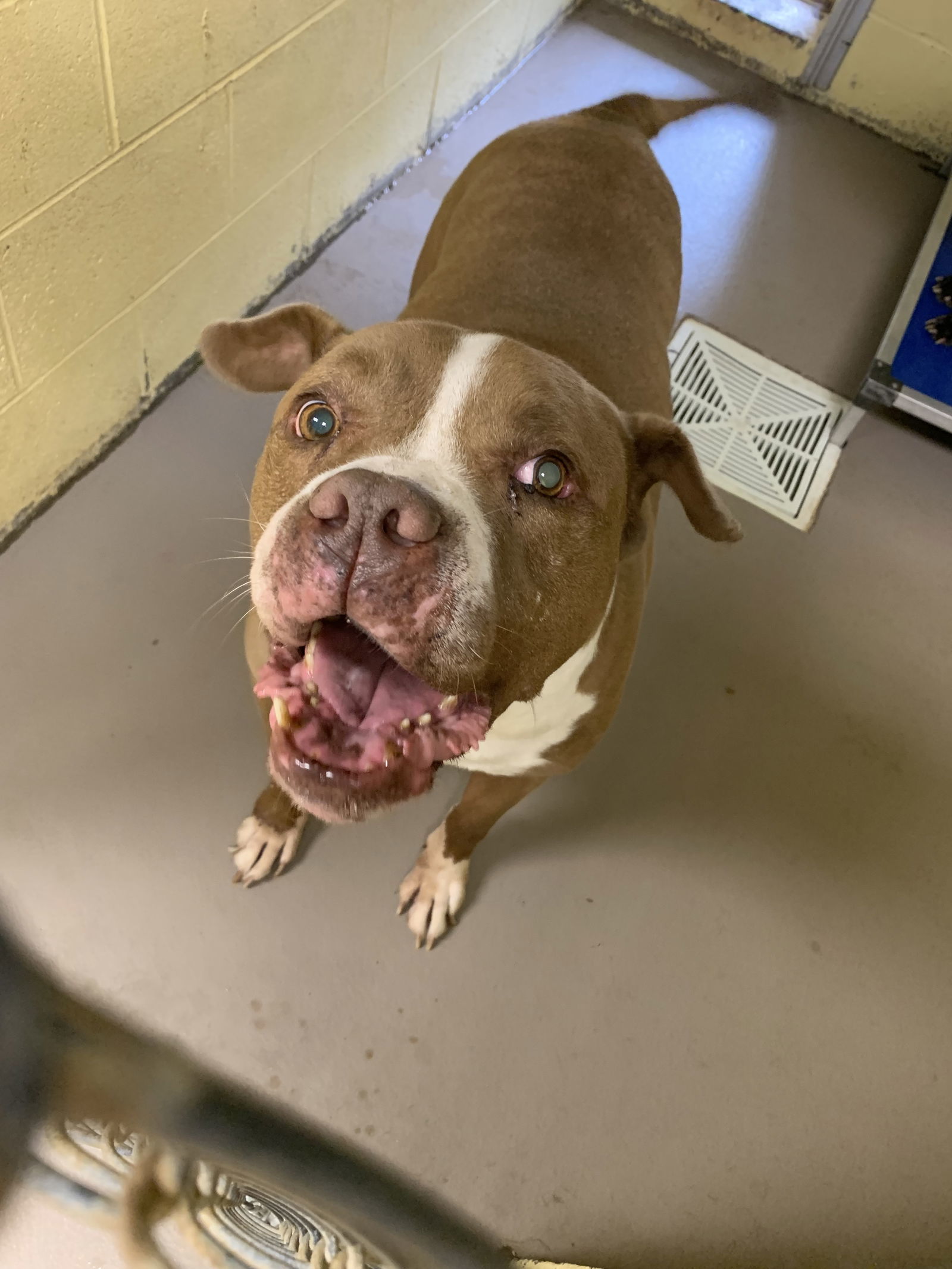 HAM SAMMY (Neutered!)
