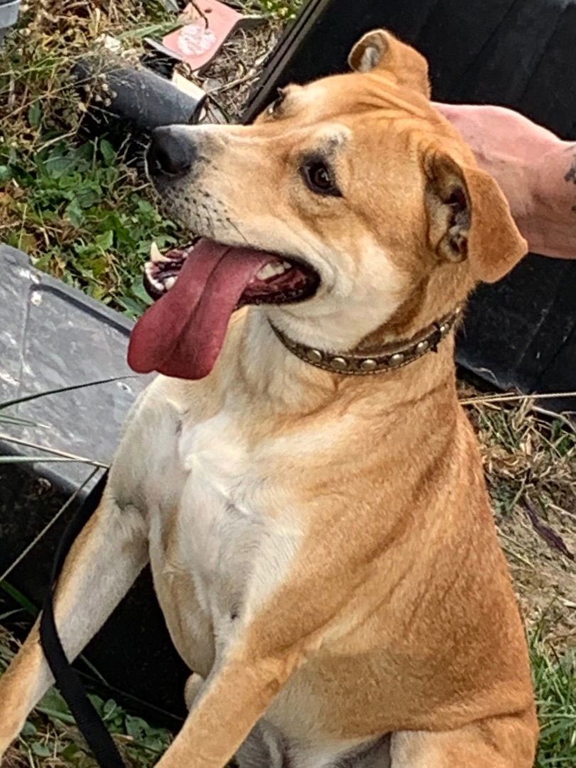 BUDDY (Neutered!)