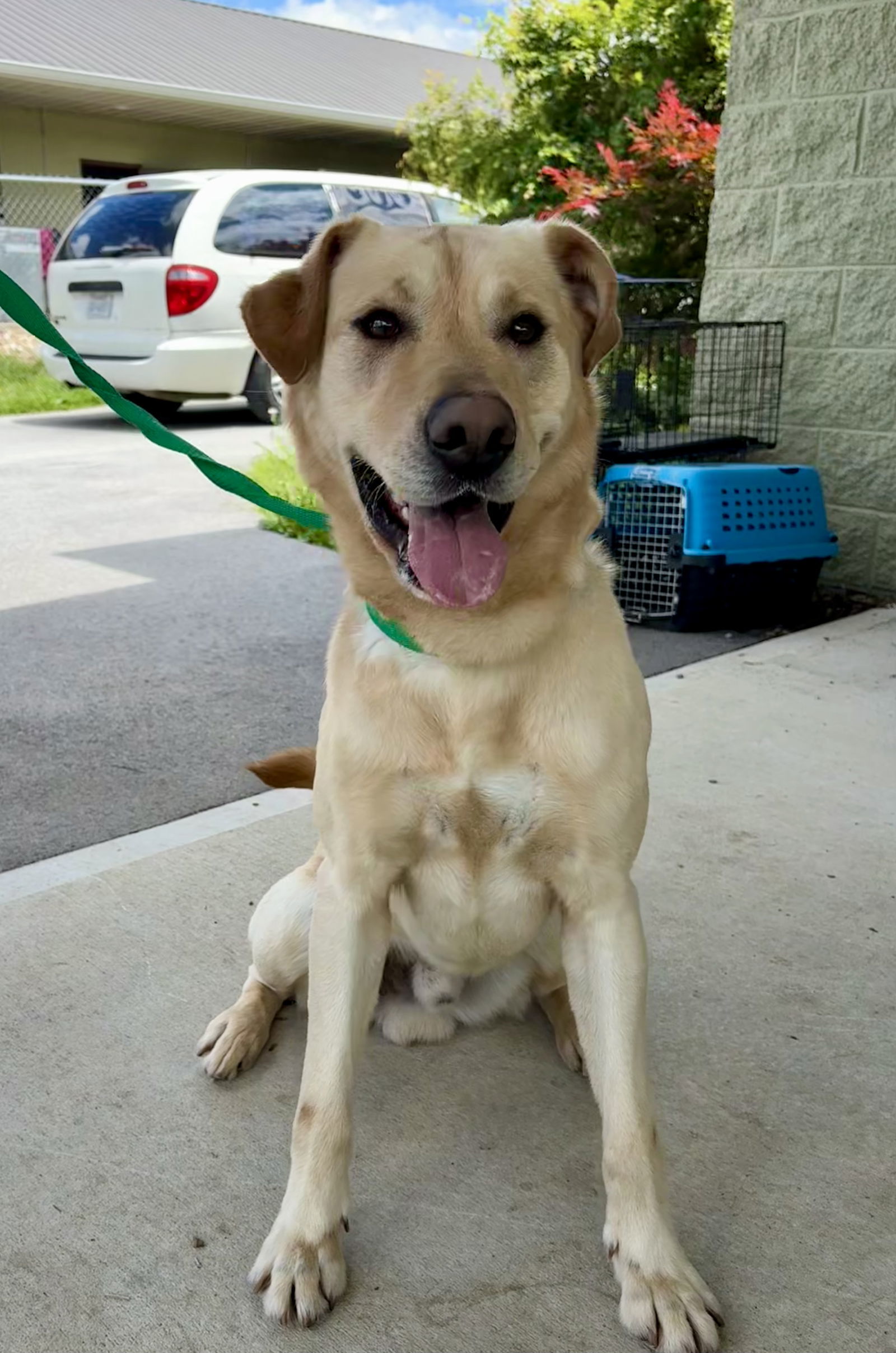BUDDY (Neutered!)