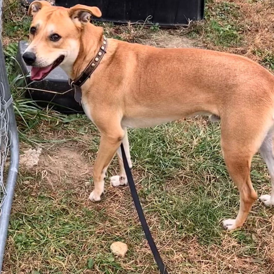 BUDDY (Neutered!)