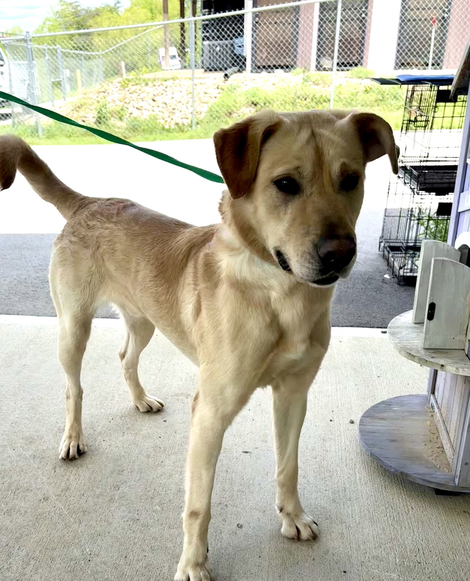 BUDDY (Neutered!)