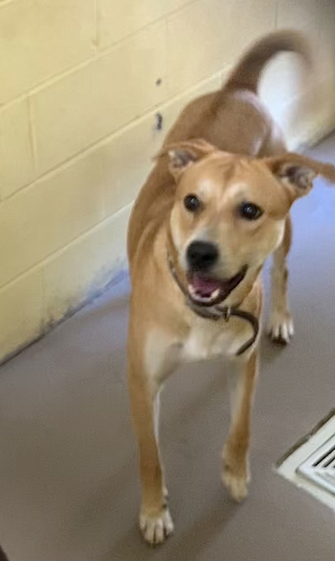 BUDDY (Neutered!)