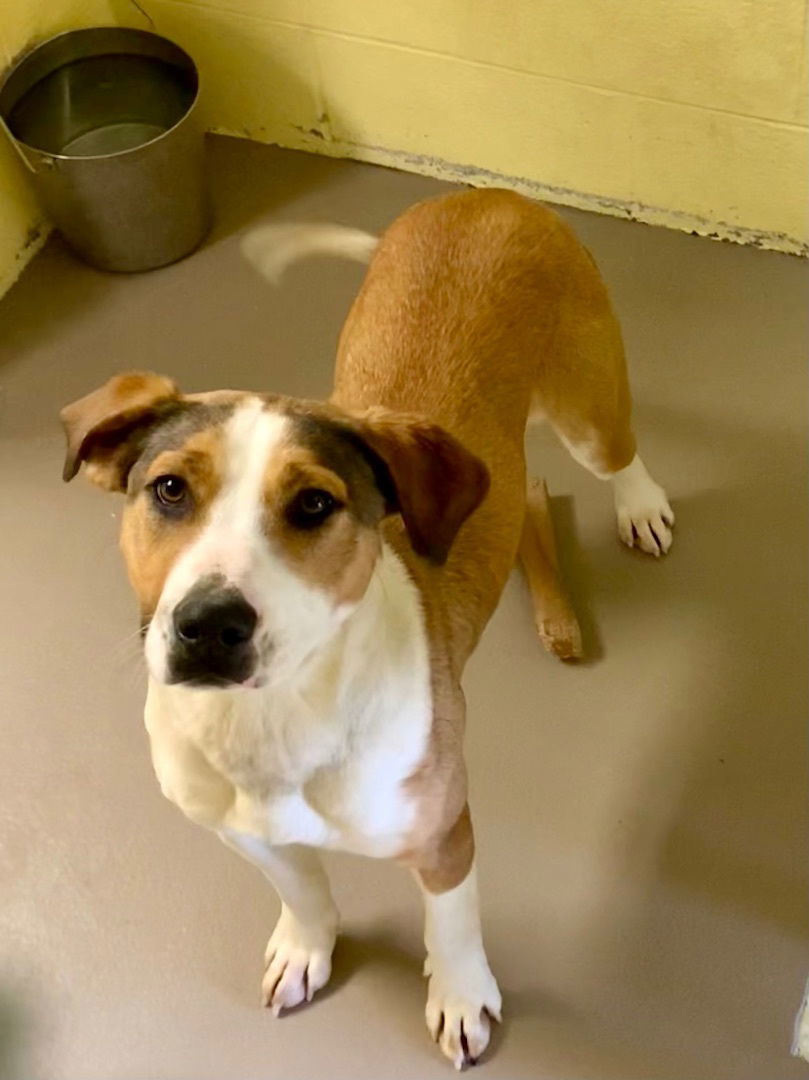 SHIMMER (Spayed!)