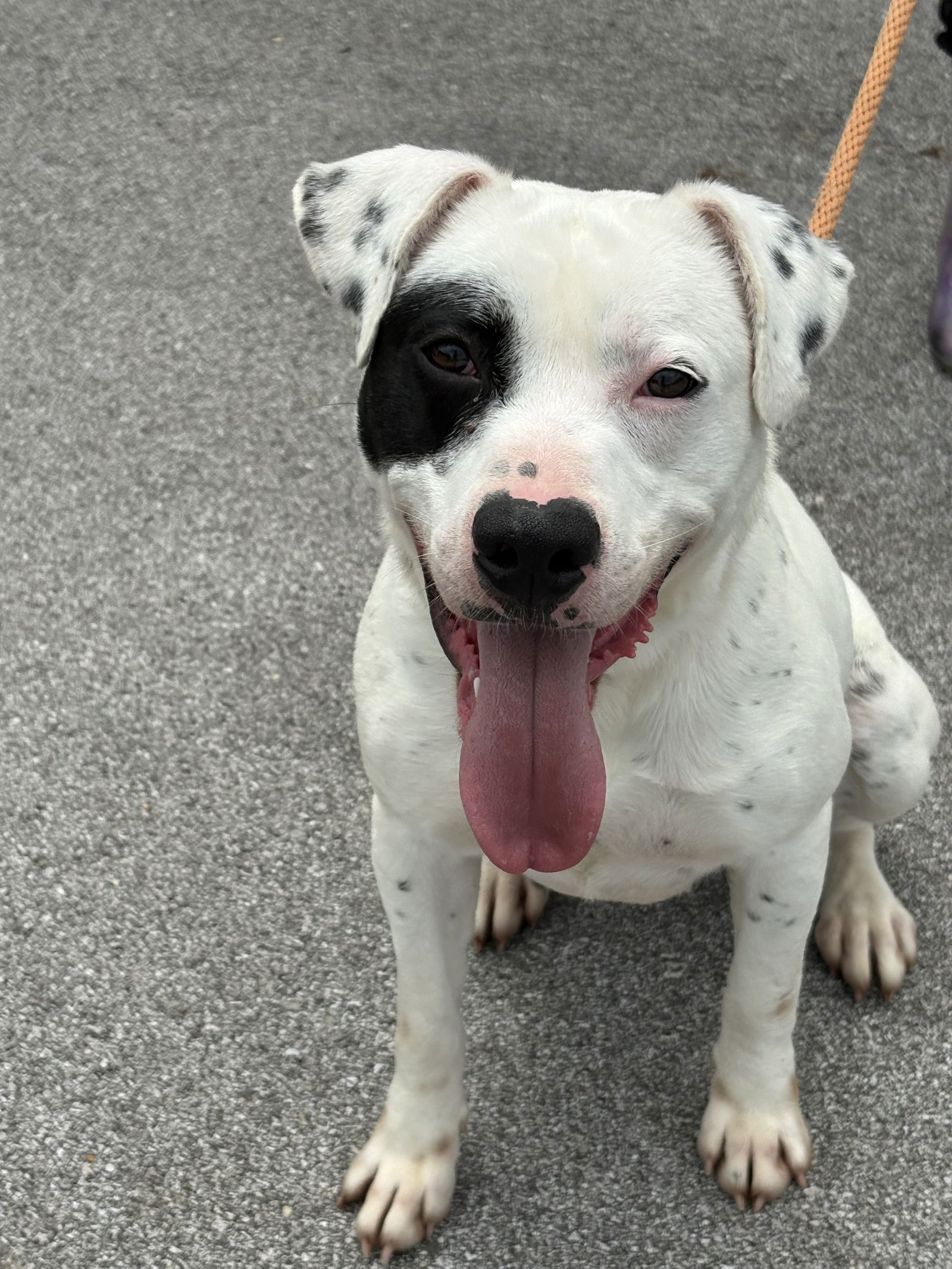 MYSTERY MAN (Neutered!)