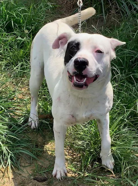 MYSTERY MAN (Neutered!)