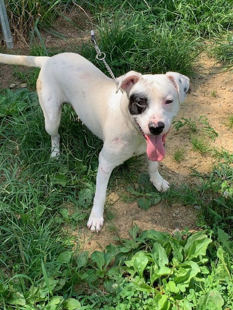 MYSTERY MAN (Neutered!)