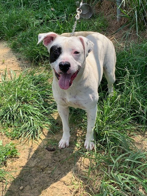 MYSTERY MAN (Neutered!)