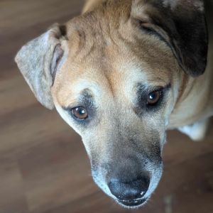 Bell, Senior Female Mixed Breed