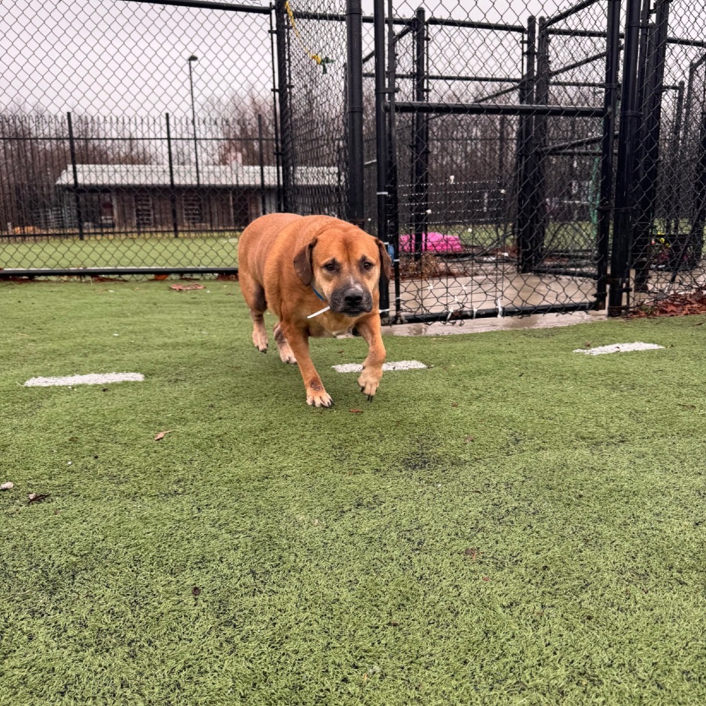 Tyson
