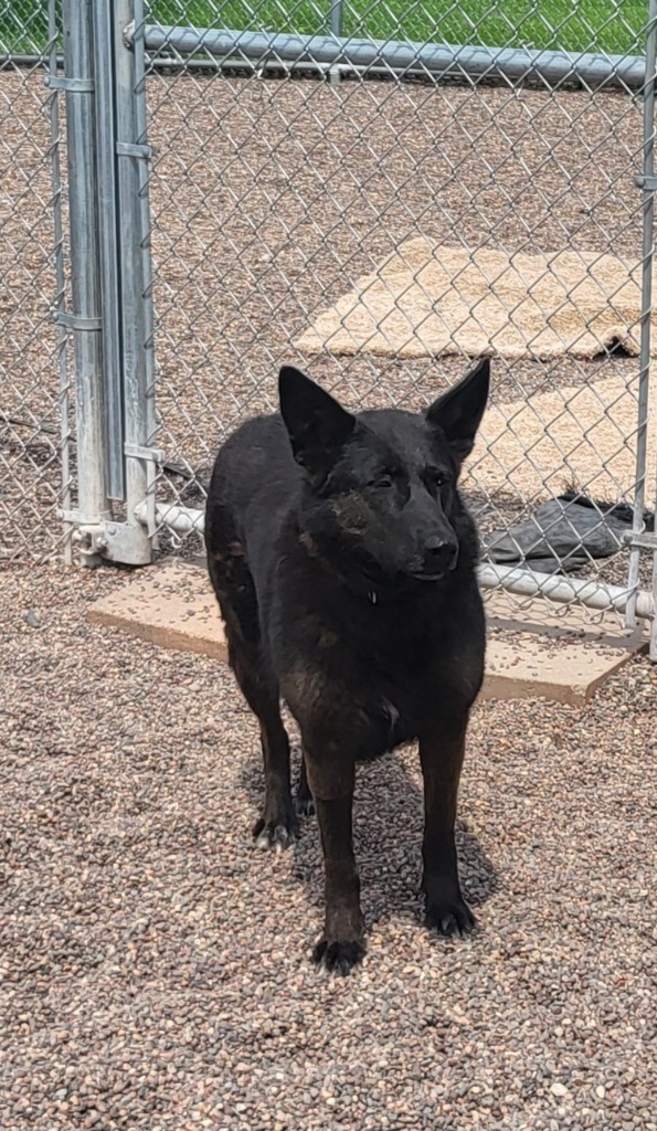 Shiloh, an adoptable Mixed Breed in Medford, WI, 54451 | Photo Image 1
