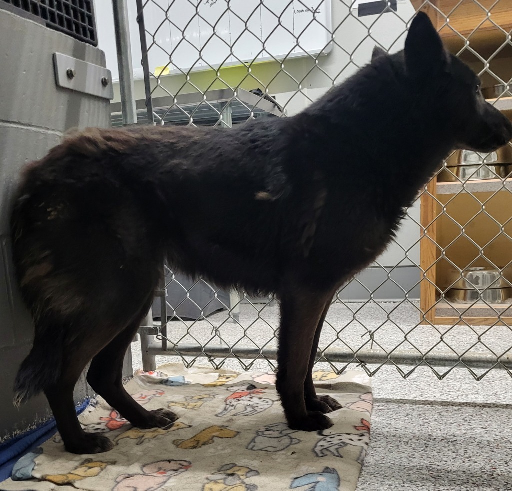 Shiloh, an adoptable Mixed Breed in Medford, WI, 54451 | Photo Image 2