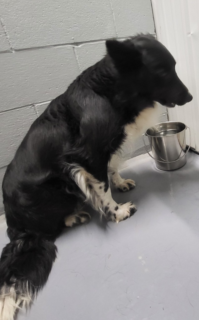 Bianca, an adoptable Border Collie in Medford, WI, 54451 | Photo Image 1