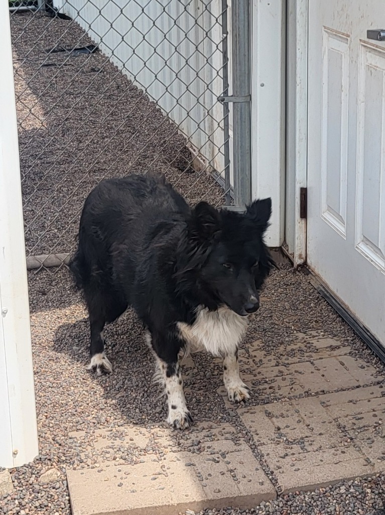 Bianca, an adoptable Border Collie in Medford, WI, 54451 | Photo Image 1