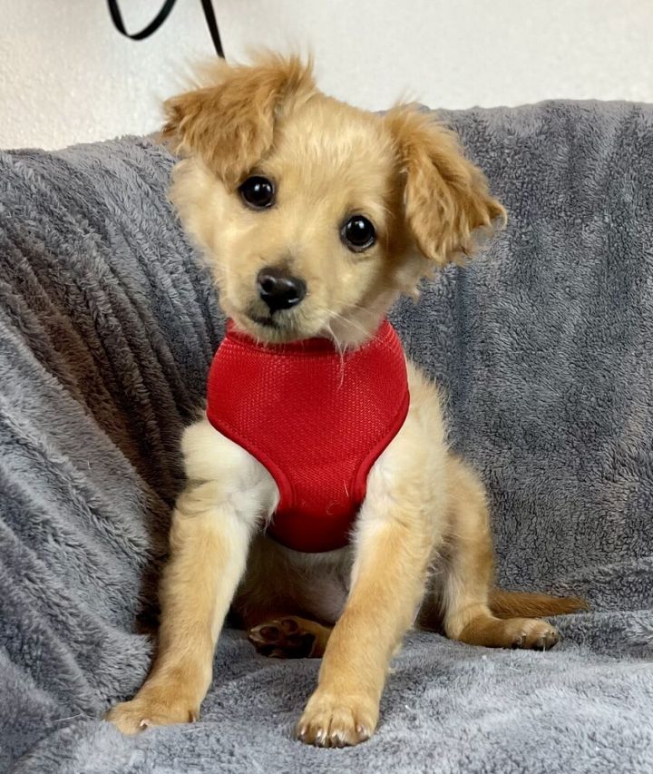 Tucker 1