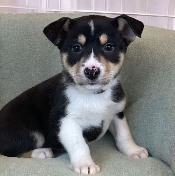 Pet Photo