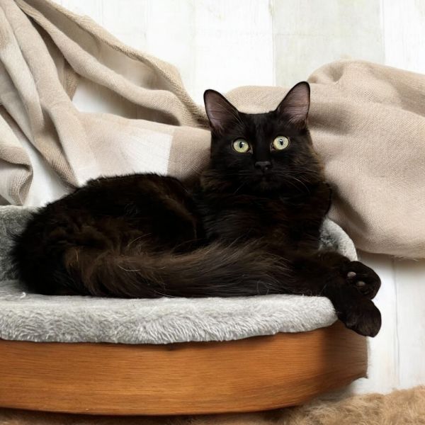 Pet Photo