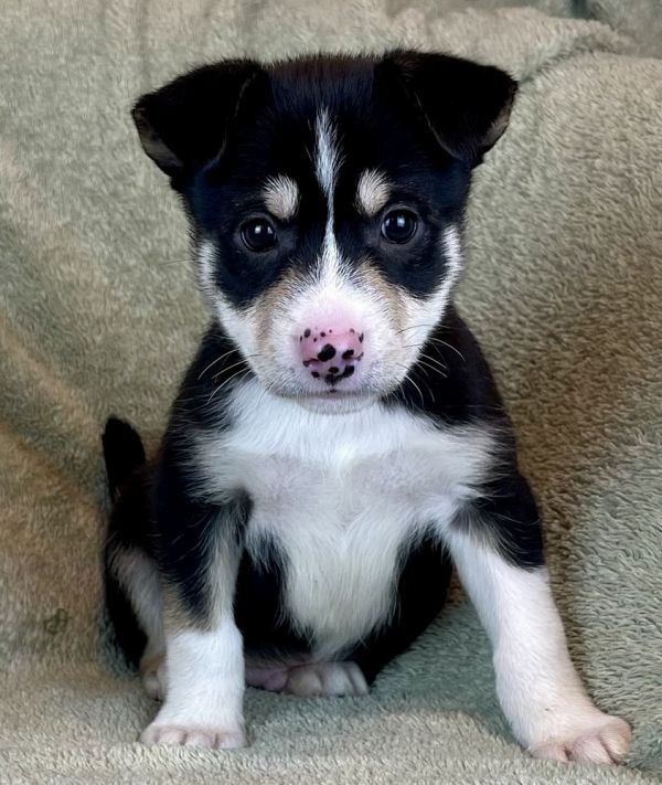 Pet Photo