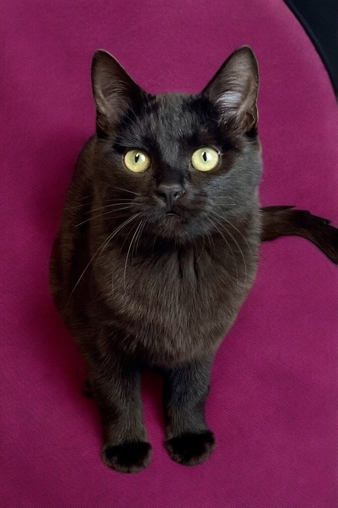Pookie 1
