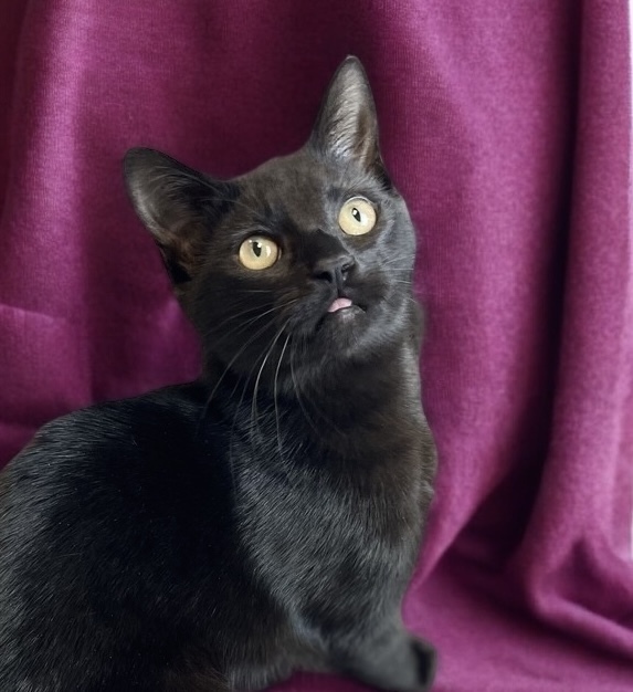 Pet Photo