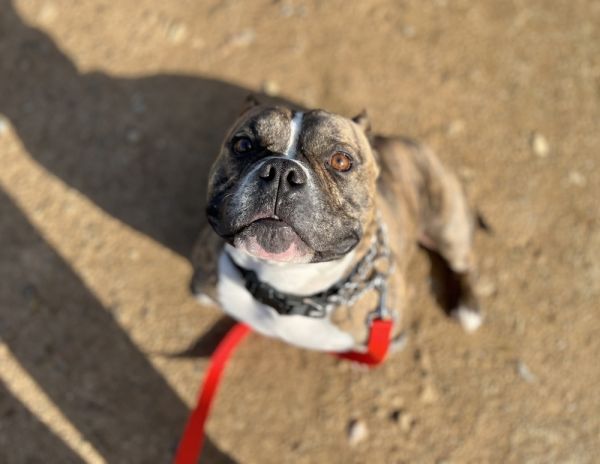 Pet Photo