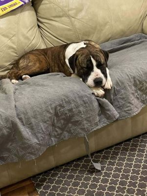 Jaylan, Adult Female Mixed Breed