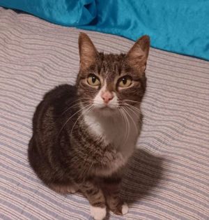 Tessi, Adult Female unknown