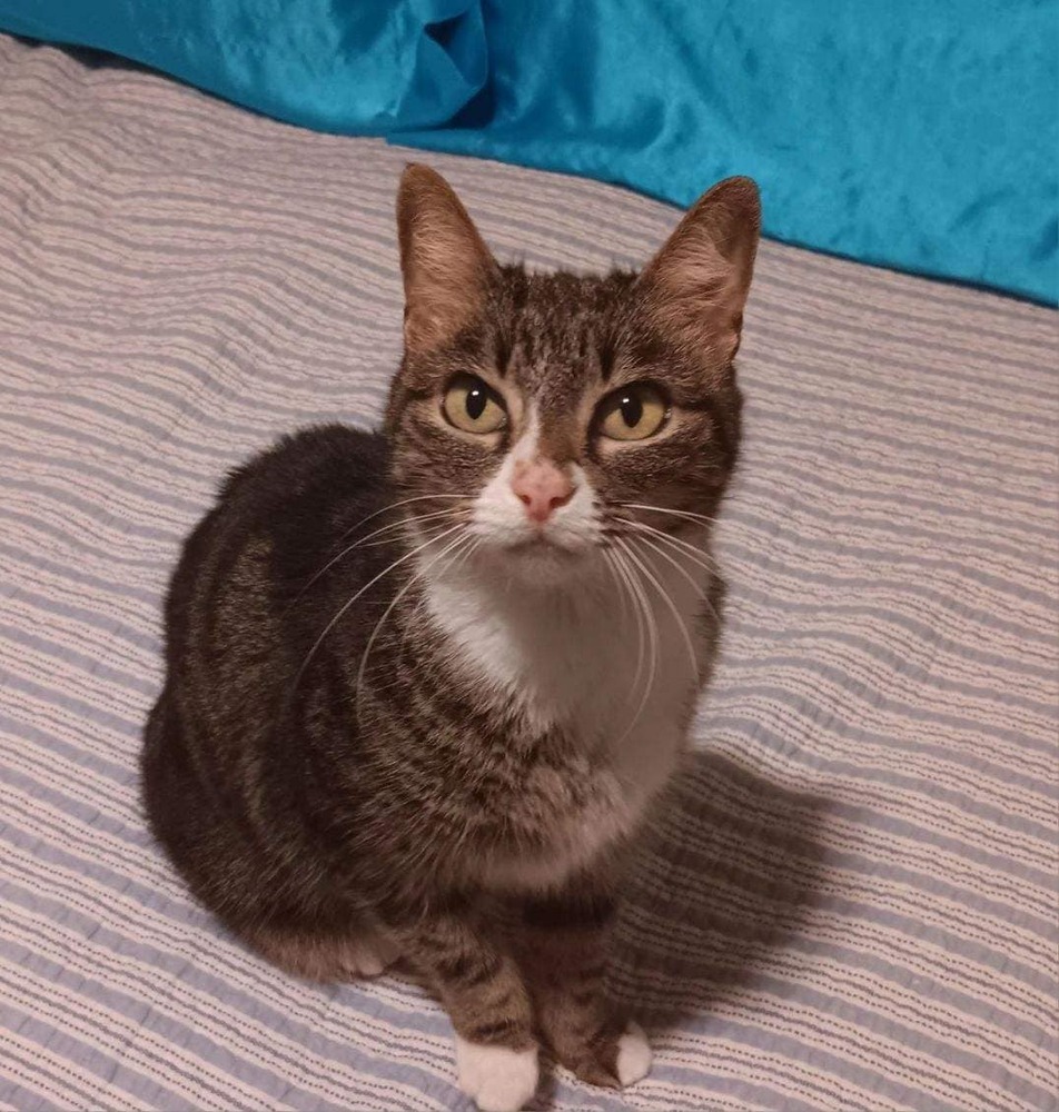 Tessi, an adoptable Domestic Short Hair in Scott, LA, 70583 | Photo Image 1