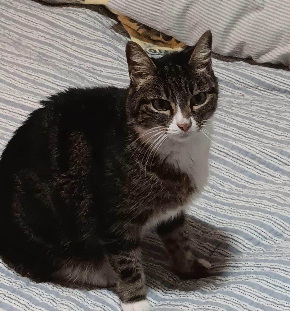 Tessi, an adoptable Domestic Short Hair in Scott, LA, 70583 | Photo Image 2