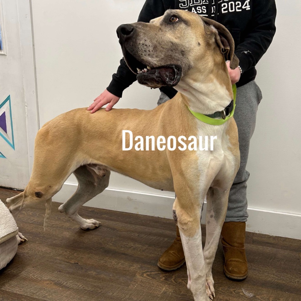 Daneosaur
