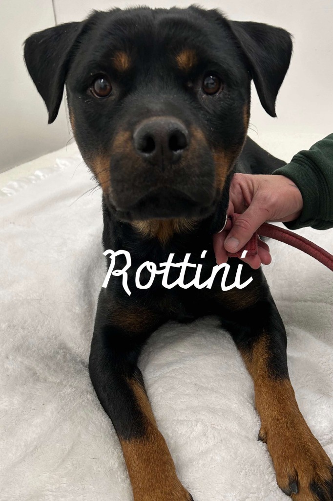 Rottini