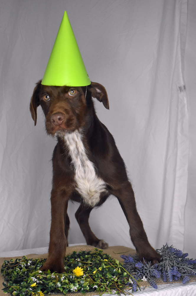 Jester, an adoptable Labrador Retriever, Schnauzer in Monroe, LA, 71203 | Photo Image 1